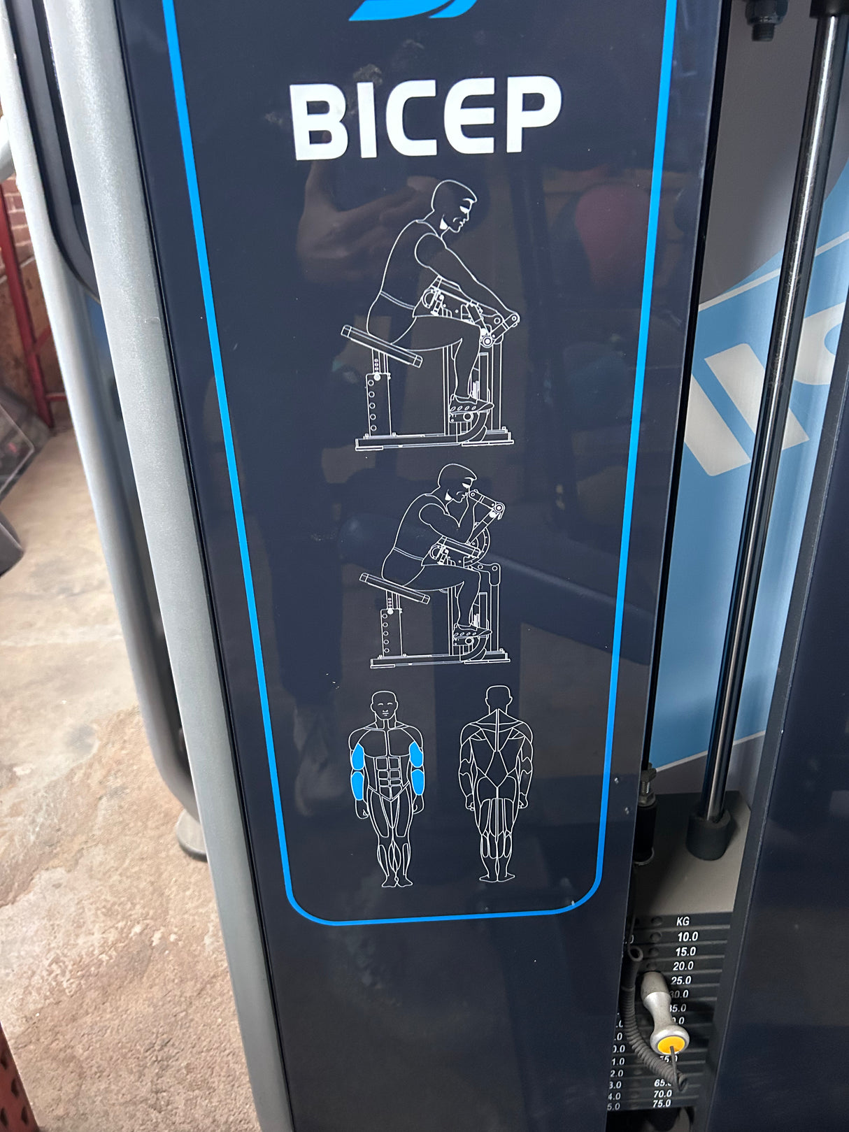 Spirit Selectorized Bicep Curl Demo Model - Exercise Unlimited